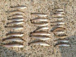 江井でキス絶好調！3連でつれることも！