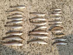 江井でキス絶好調！3連でつれることも！