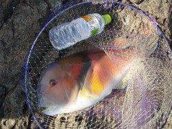 樫野でフカセ釣り、グレなどの釣果