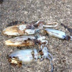 大引漁港でエギング、夕方から朝までの釣果