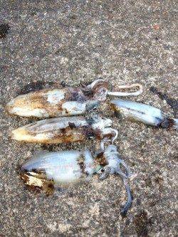 大引漁港でエギング、夕方から朝までの釣果