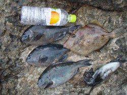 樫野でフカセ釣り、グレなどの釣果