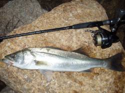 円山川シーバス　あちこちランガンしてようや…