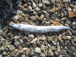 鰯浜漁港　タチウオ＆カレイ狙いで釣行