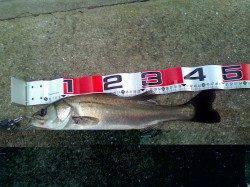 エサ取りのアタリも落ち着き【エビ撒き釣り本番突入】