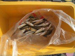 岩見港、サビキで豆アジの釣果