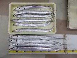 マリーナシティで太刀魚の引き釣り&ウキ釣り　３人で１８匹！