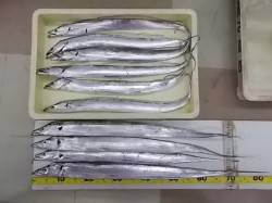 マリーナシティで太刀魚の引き釣り&…