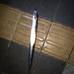 マリーナシティにてタチウオ釣り、キビナゴに好反応