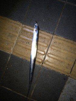 マリーナシティにてタチウオ釣り、キビナゴに好反応