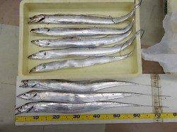 マリーナシティで太刀魚の引き釣り&ウキ釣り　３人で１８匹！