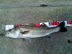 エサ取りのアタリも落ち着き【エビ撒き釣り本番突入】