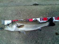 エサ取りのアタリも落ち着き【エビ撒き釣り本…