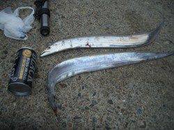 鰯浜漁港ルアーでタチウオ　ガツ―ンとヒット！