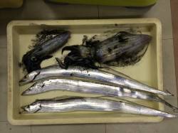 マリーナシティにてタチウオ釣り、キビナゴに…