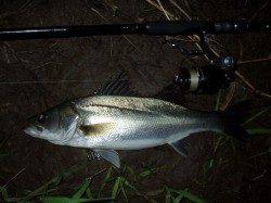 円山川シーバス　ショートバイトばかりでした