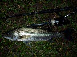 円山川河口付近でシーバス　久々の引き楽しみました