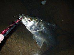 魚がスレてきましたが4本キャッチ　円山川シーバス釣果