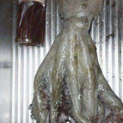 東二見にてサバの切り身でアナゴ、キロクラスのマダコも♪