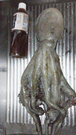 東二見にてサバの切り身でアナゴ、キロクラスのマダコも♪