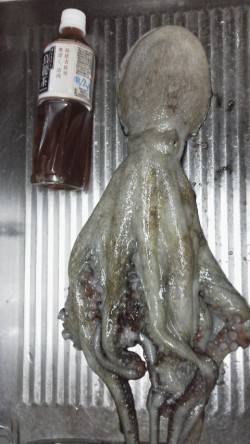 東二見にてサバの切り身でアナゴ、キロクラス…