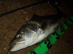 円山川お腹パンパンシーバスの強烈な引き