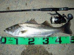 円山川のシーバス　１投目でいきなり50UP