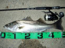 円山川のシーバス　１投目でいきなり50UP…