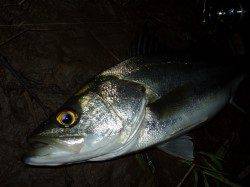 円山川シーバス　ショートバイトばかりでした