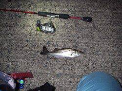 アジングタックルで五目釣りランガン♪