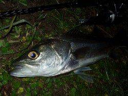 円山川河口付近でシーバス　久々の引き楽しみました