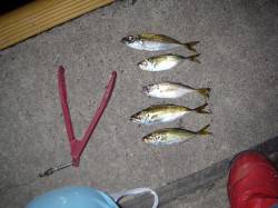 アジングタックルで五目釣りランガン♪