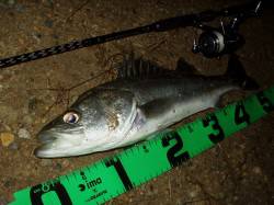 魚がスレてきましたが4本キャッチ　円山川シ…