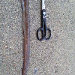 東二見にてサバの切り身でアナゴ、キロクラスのマダコも♪