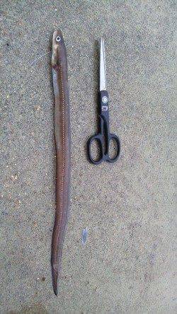 東二見にてサバの切り身でアナゴ、キロクラスのマダコも♪