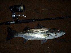 円山川のシーバス　１投目でいきなり50UP