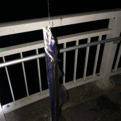 マリーナシティのタチウオ～ウキ釣りで6本・ゲッターでも2本