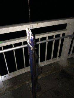 マリーナシティのタチウオ～ウキ釣りで6本・ゲッターでも2本