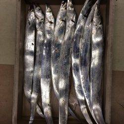 マリーナシティのタチウオ～ウキ釣りで6本・ゲッターでも2本