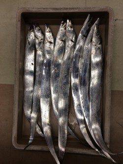 マリーナシティのタチウオ～ウキ釣りで6本・ゲッターでも2本