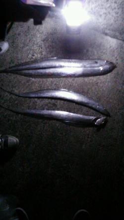 西宮浜でサヨリ&タチウオ釣り　周り…