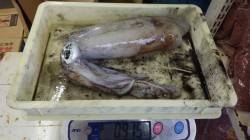 印南から天神崎　エギングでアオリイカの釣果…