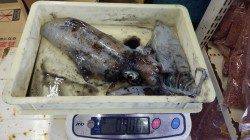 印南から天神崎　エギングでアオリイカの釣果