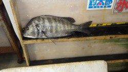 みなべ漁港にて紀州釣り、チヌ45㎝の釣果