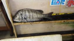 みなべ漁港にて紀州釣り、チヌ45㎝の釣果