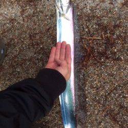 舞洲でワインド　中層をスローリトリーブで良型タチウオ