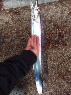 舞洲でワインド　中層をスローリトリーブで良型タチウオ