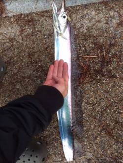 舞洲でワインド　中層をスローリトリーブで良…