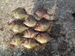 探り釣りでカワハギ in 大蔵海岸