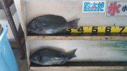 みなべ・森の鼻　フカセでグレ39cm2尾